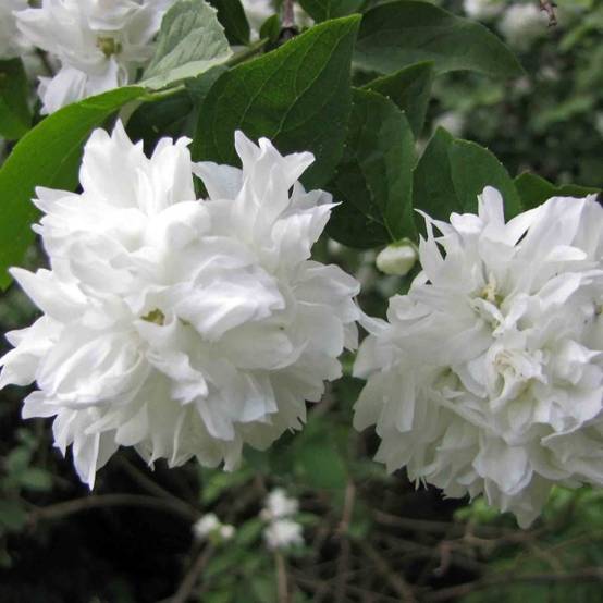 Seringat des jardins Minnesota Snowflake, Philadelphus à fleurs Blanche - feuillage Caduc - Pot de 7,5L - 40/60 cm- hauteur à maturité De 1,00 m à 1, - Image 1