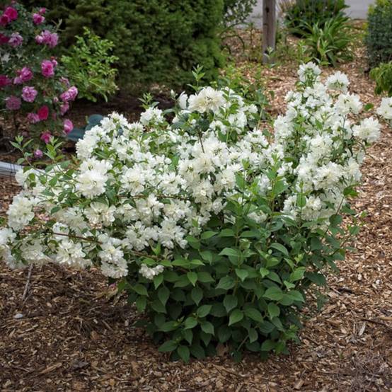 Seringat des jardins Minnesota Snowflake, Philadelphus à fleurs Blanche - feuillage Caduc - Pot de 7,5L - 40/60 cm- hauteur à maturité De 1,00 m à 1, - Image 7