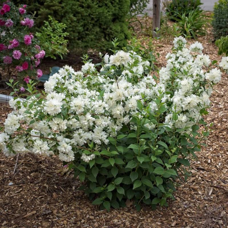 Seringat des jardins Minnesota Snowflake, Philadelphus à fleurs Blanche - feuillage Caduc - Pot de 7,5L - 40/60 cm-  hauteur à maturité De 1,00 m à 1, - Image 7