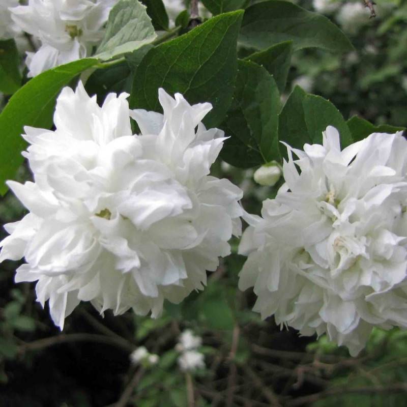 Seringat des jardins Minnesota Snowflake, Philadelphus à fleurs Blanche - feuillage Caduc - Pot de 7,5L - 40/60 cm-  hauteur à maturité De 1,00 m à 1, - Image 3