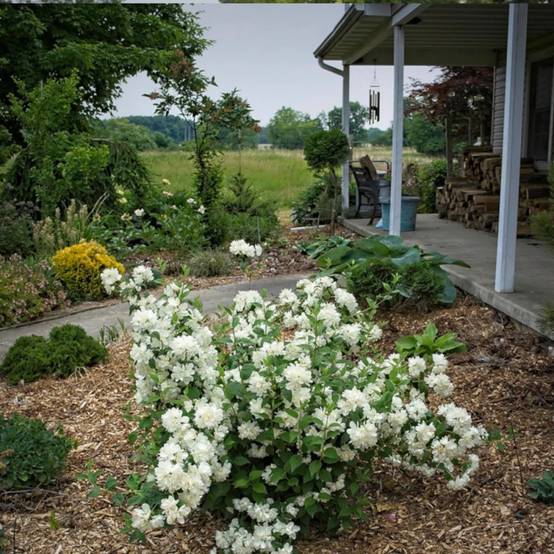 Seringat des jardins Minnesota Snowflake, Philadelphus à fleurs Blanche - feuillage Caduc - Pot de 7,5L - 40/60 cm- hauteur à maturité De 1,00 m à 1, - Image 2