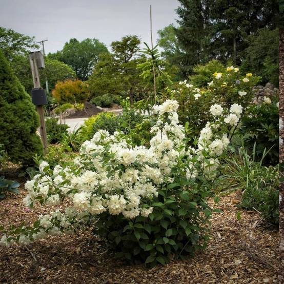 Seringat des jardins Minnesota Snowflake, Philadelphus à fleurs Blanche - feuillage Caduc - Pot de 7,5L - 40/60 cm- hauteur à maturité De 1,00 m à 1, - Image 6