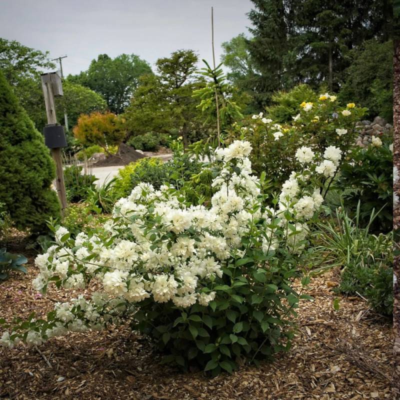 Seringat des jardins Minnesota Snowflake, Philadelphus à fleurs Blanche - feuillage Caduc - Pot de 7,5L - 40/60 cm-  hauteur à maturité De 1,00 m à 1, - Image 6