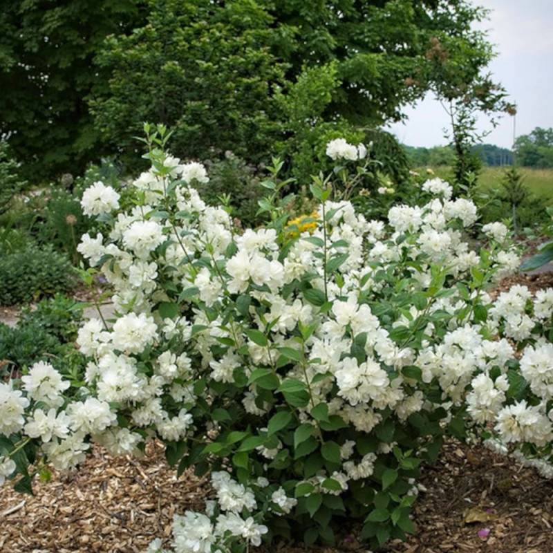 Seringat des jardins Minnesota Snowflake, Philadelphus à fleurs Blanche - feuillage Caduc - Pot de 7,5L - 40/60 cm-  hauteur à maturité De 1,00 m à 1, - Image 8