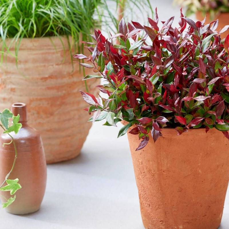 Leucothoe Little Flames®, Fleur de perle à fleurs Blanche/ - feuillage Persistant - Pot de 3L - 40/60 cm - Image 1