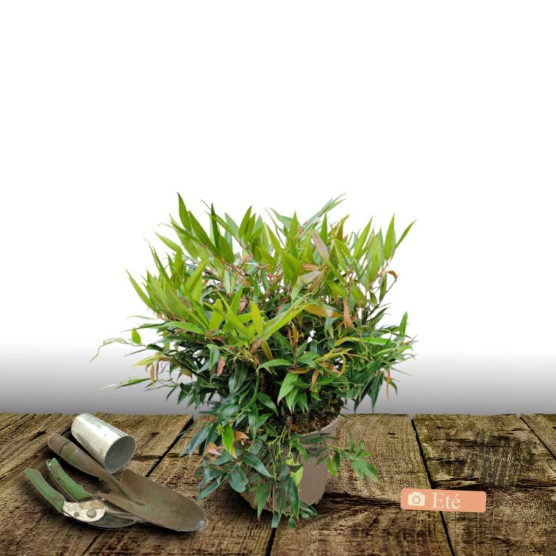 Leucothoe Little Flames®, Fleur de perle à fleurs Blanche/ - feuillage Persistant - Pot de 3L - 40/60 cm - Image 3