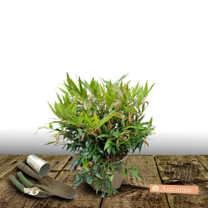 Leucothoe Little Flames®, Fleur de perle à fleurs Blanche/ - feuillage Persistant - Pot de 3L - 40/60 cm - Image 2
