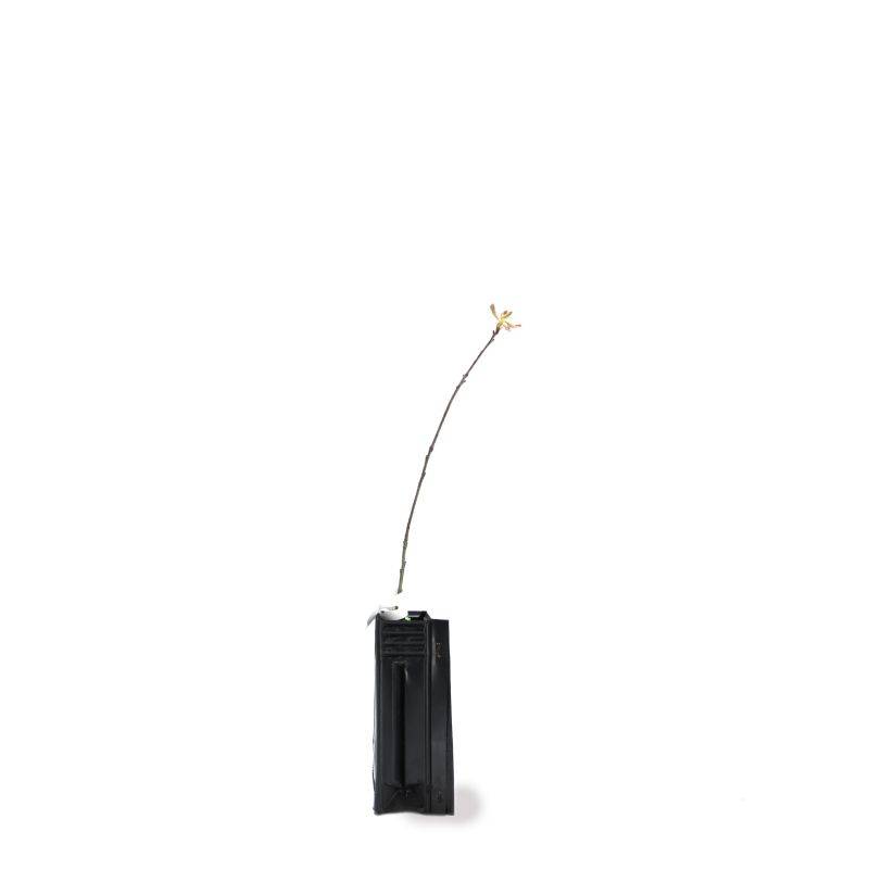 Chêne rouge d'Amérique (Quercus rubra) - Godet - Taille 13/25cm - Pépinières Naudet - Image 3