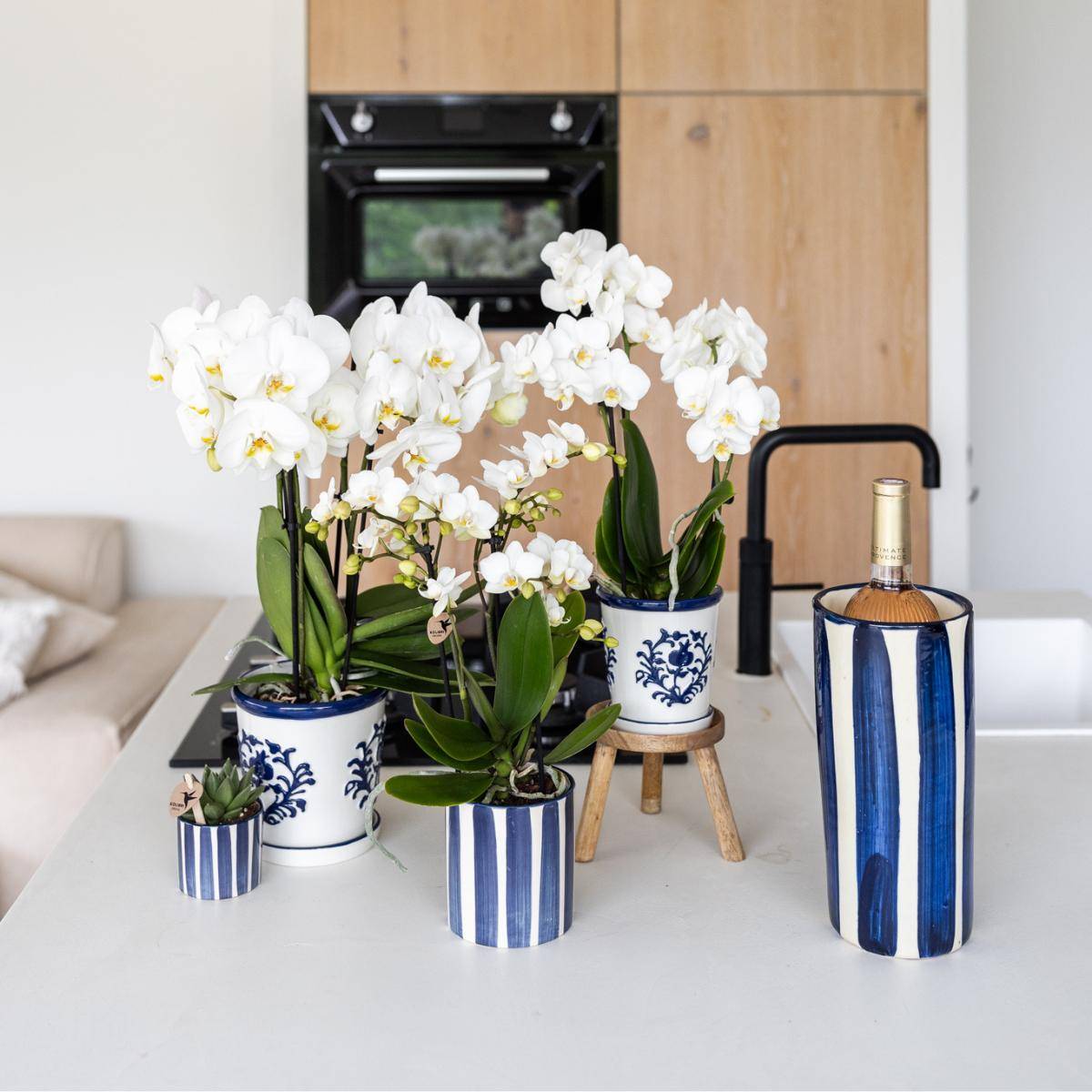 La Green Touch - Orchidée Amabilis Blanche et son pot- La Green Touch Malaga Bleu - Hauteur 35cm - Image 2