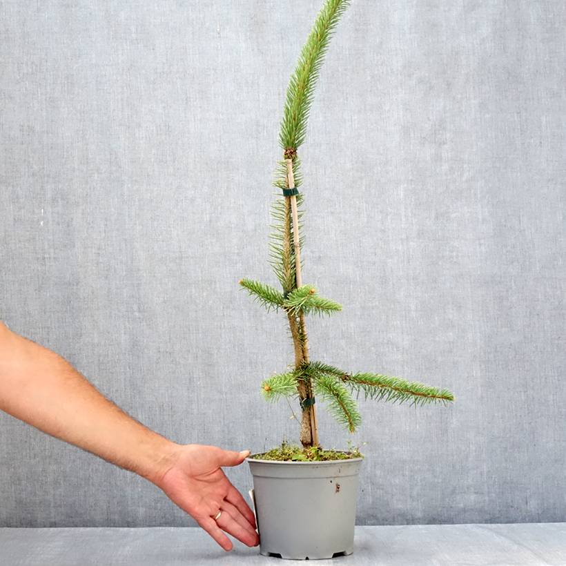 Epicéa commun - Picea abies Cranstonii Pot de 3L/4L - Image 2