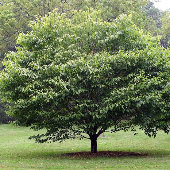 Erable à feuilles de charme - Acer carpinifolium Pot de 7,5L/10L, Baliveau - Image 1