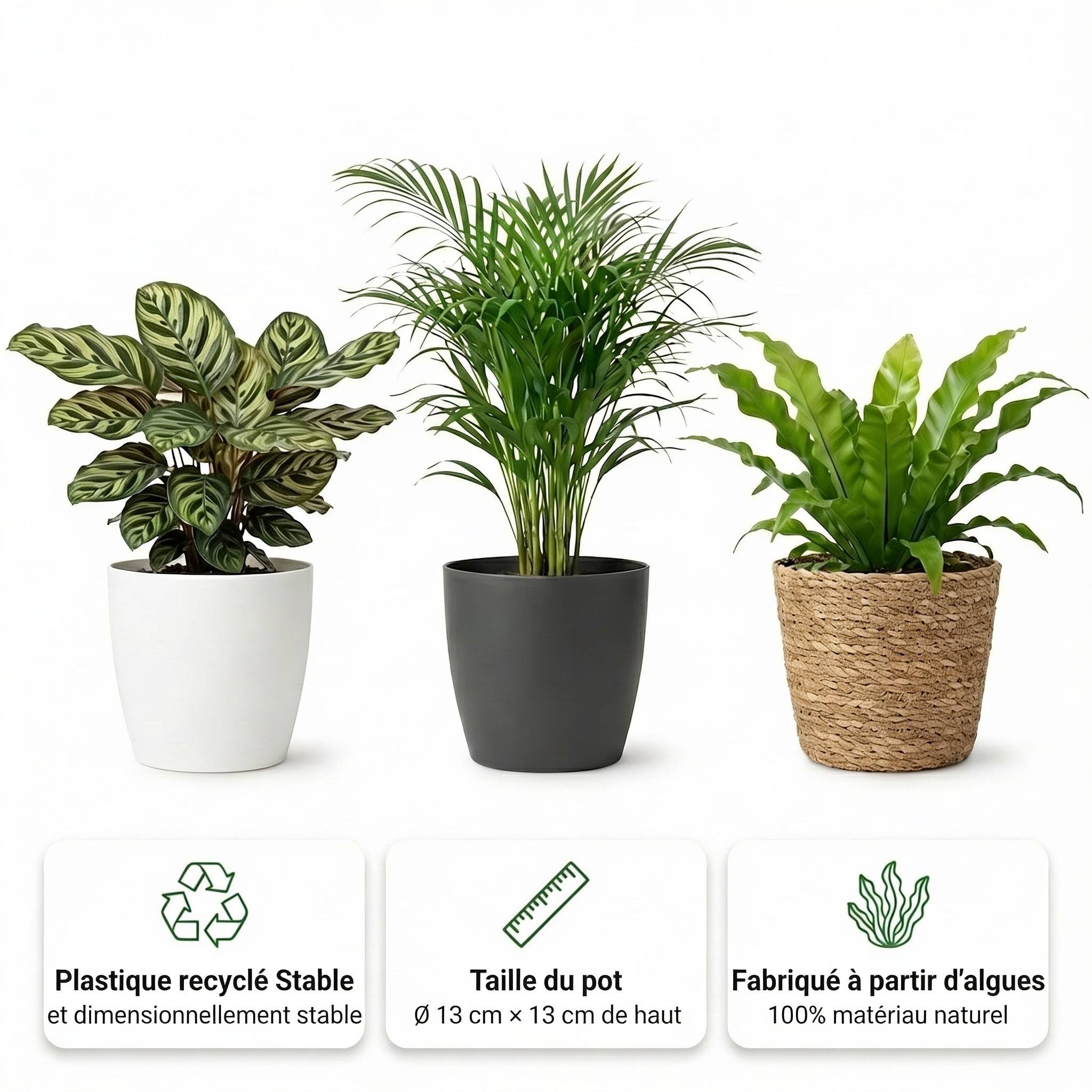 0 - Plantes d'Intérieur Purificatrices d'Air - Set de 12 - Image 3