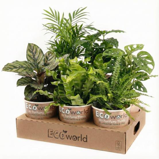 0 - Plantes d'Intérieur Purificatrices d'Air - Set de 12 - Image 7