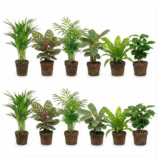 0 - Plantes d'Intérieur Purificatrices d'Air - Set de 12 - Image 1