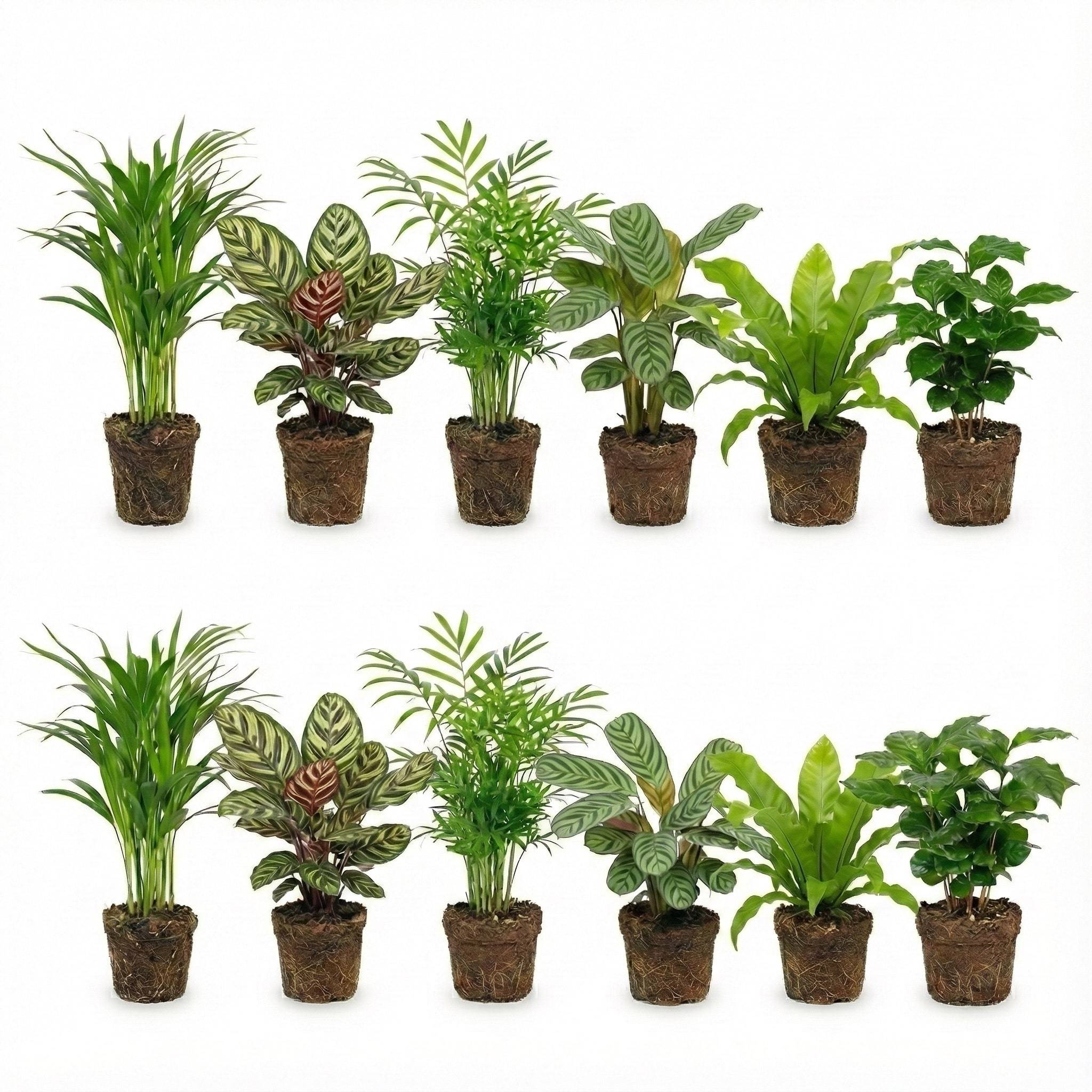 0 - Plantes d'Intérieur Purificatrices d'Air - Set de 12 - Image 1