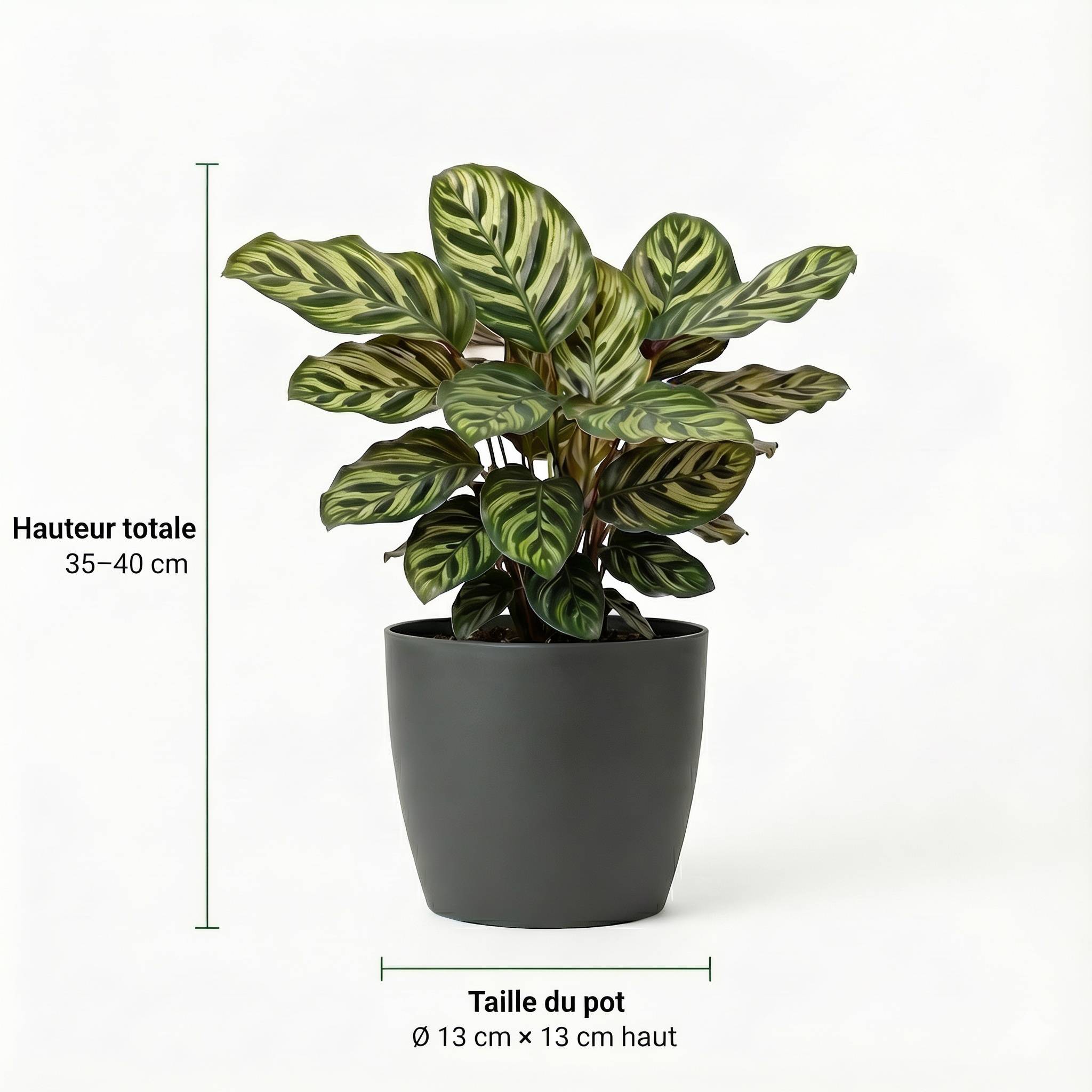 0 - Plantes d'Intérieur Purificatrices d'Air - Set de 12 - Image 4