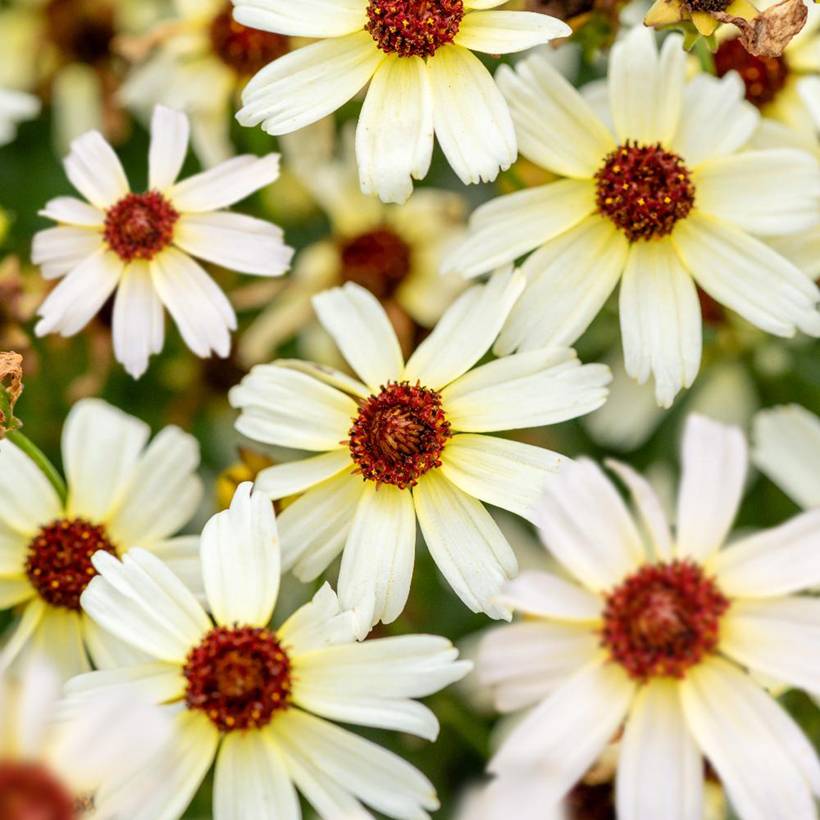 Promesse de Fleurs - Coreopsis Fool's Gold Godet de 8/9 cm