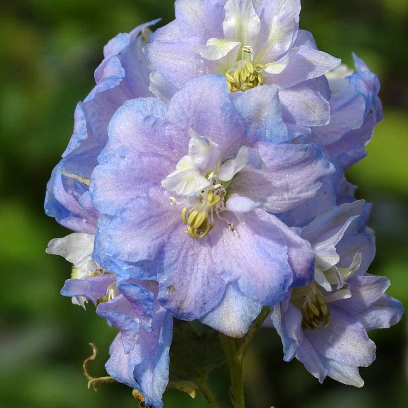 Delphinium Pacific Summer Skies - Pied d'Alouette vivace Godet de 7/8 cm