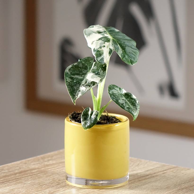 Promesse de Fleurs - Alocasia Frydek Variegata - Oreille d'éléphant Mini-plante