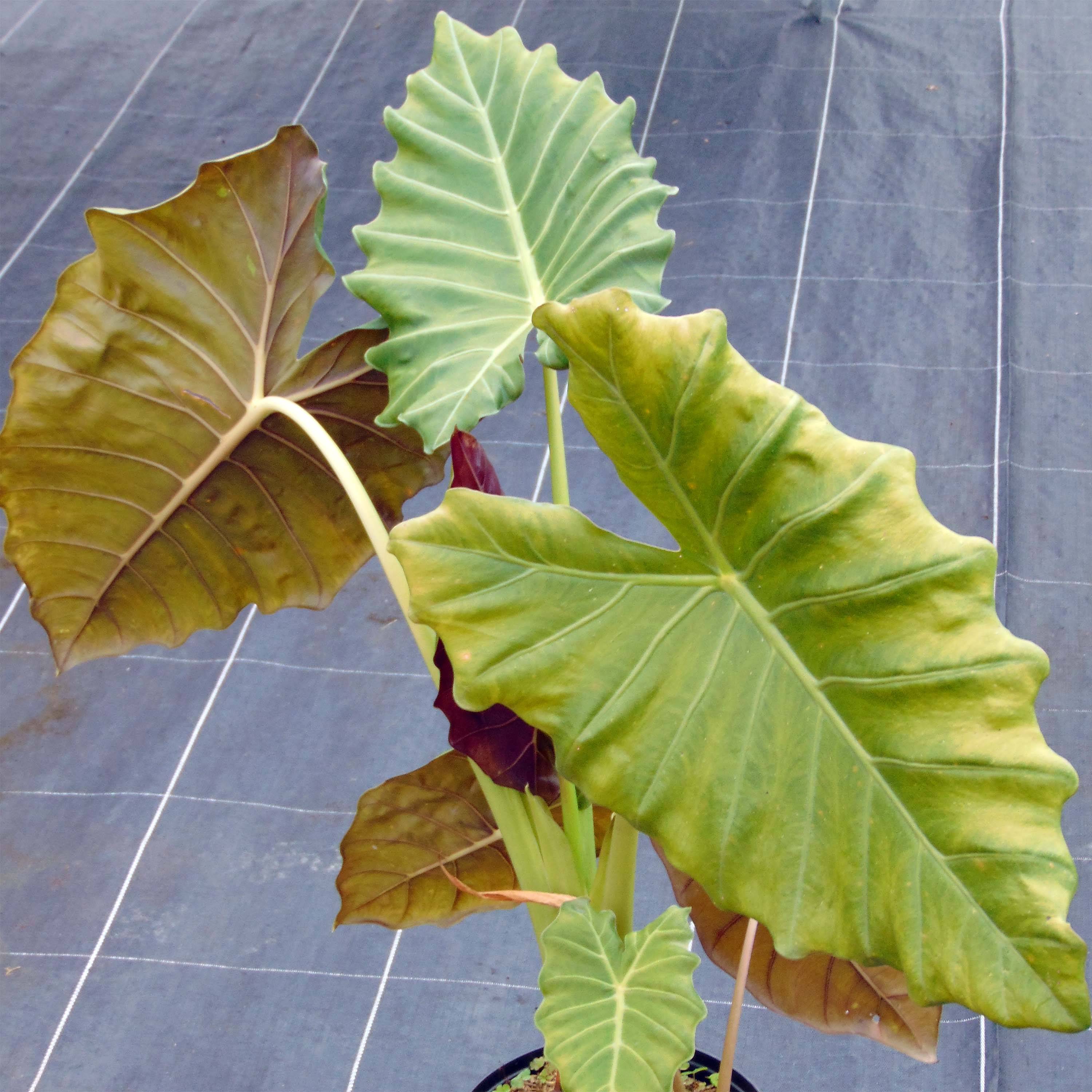 Alocasia Frydek Variegata - Oreille d'éléphant Mini-plante