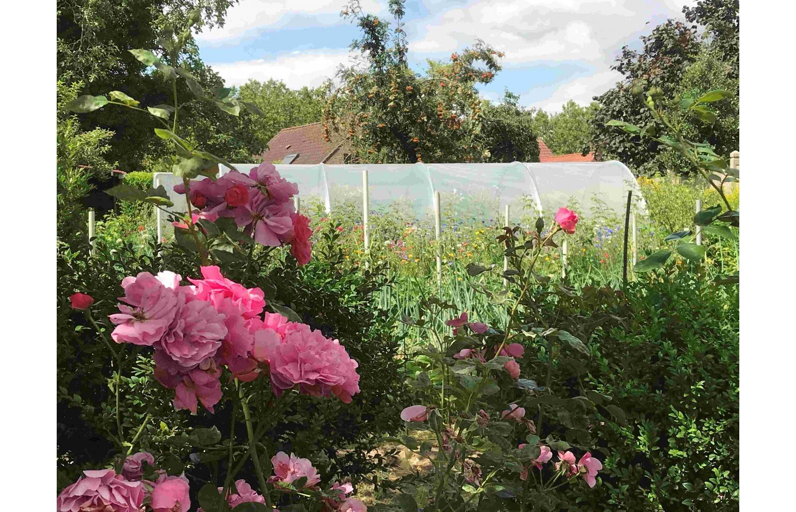 Serre tunnel de jardin - 44m² - 3,7 x 12 m - pieds arrondis - polyéthylène haute densité - aérations latérales - LES SERRES TONNEAU - Image 4