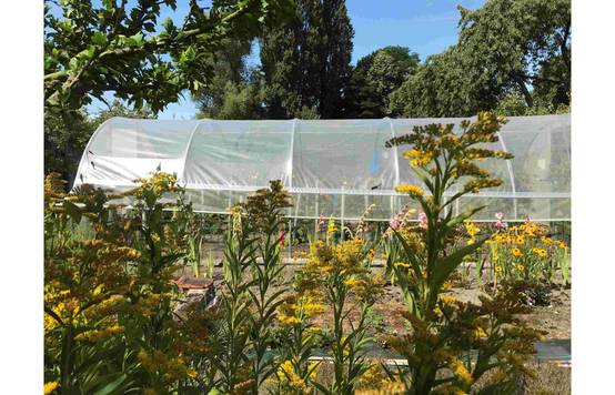 Serre tunnel de jardin - 44m² - 3,7 x 12 m - pieds arrondis - polyéthylène haute densité - aérations latérales - LES SERRES TONNEAU - Image 7