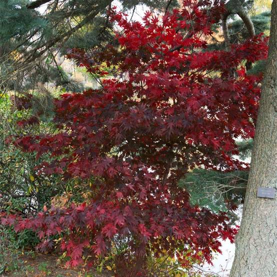 Érable du Japon - Acer palmatum Bloodgood Pot de 7,5L/10L - Image 1