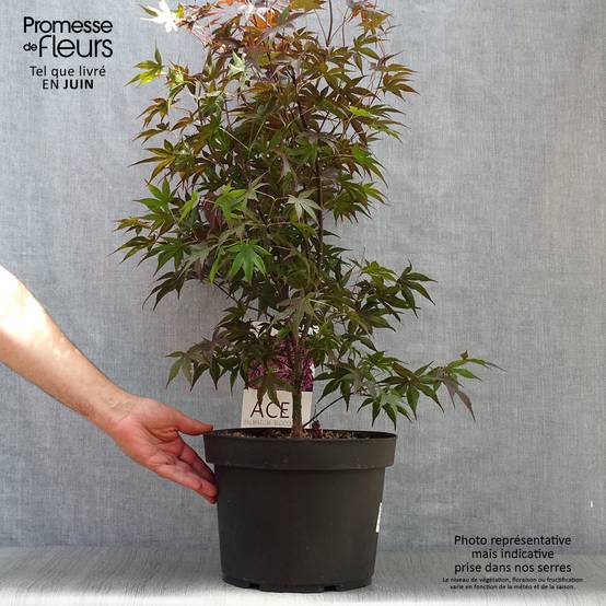 Érable du Japon - Acer palmatum Bloodgood Pot de 7,5L/10L - Image 2