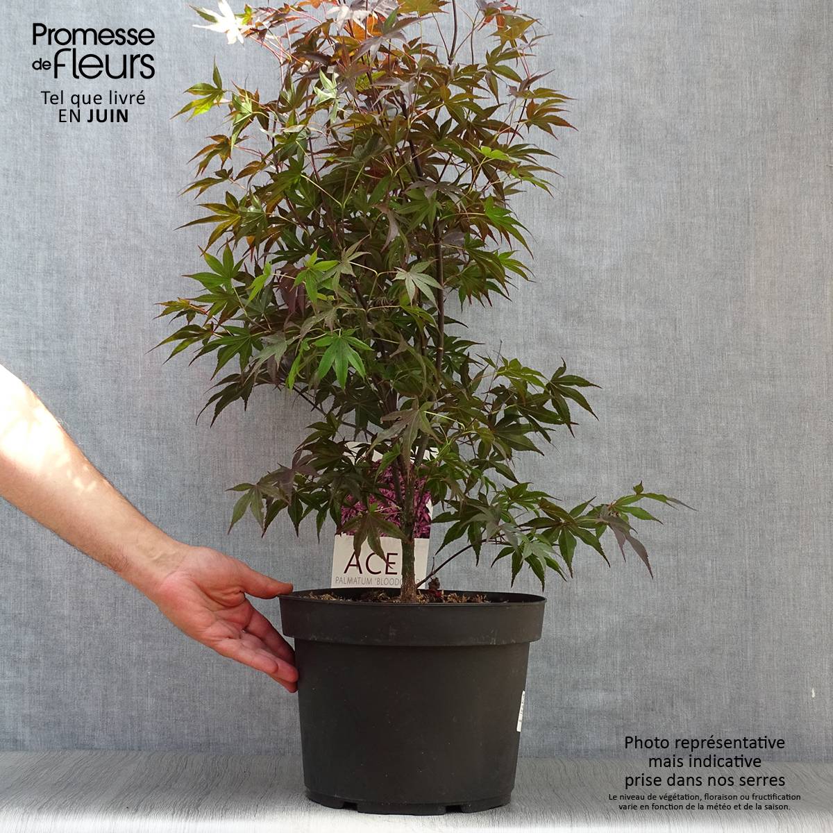 Érable du Japon - Acer palmatum Bloodgood Pot de 7,5L/10L - Image 2