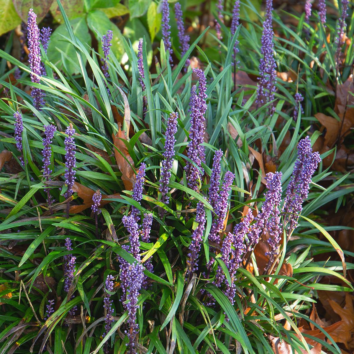 Promesse de Fleurs - Liriope muscari Big Blue Pot de 2L/3L