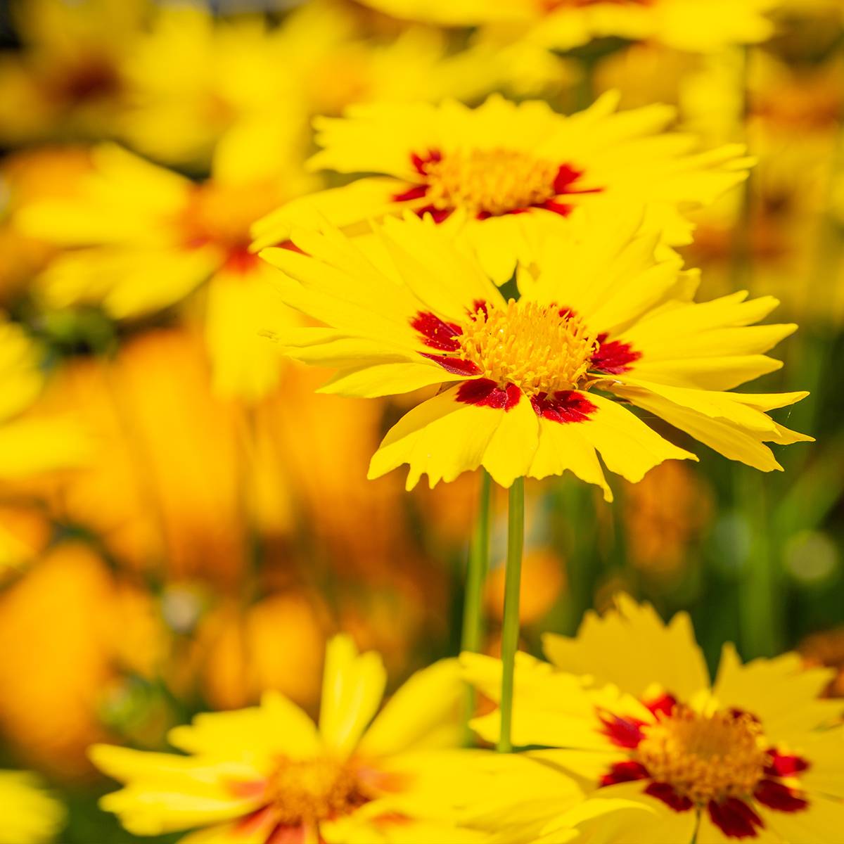 Coreopsis Tequila Sunrise Godet de 8/9 cm