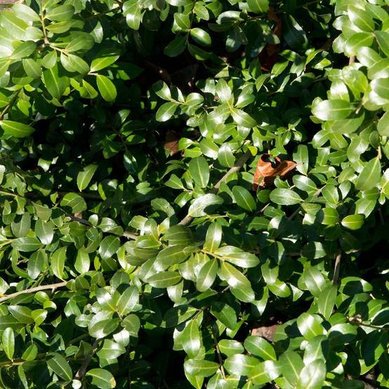 Houx crénelé - Ilex crenata Green Hedge Pot de 7,5L/10L - Image 1