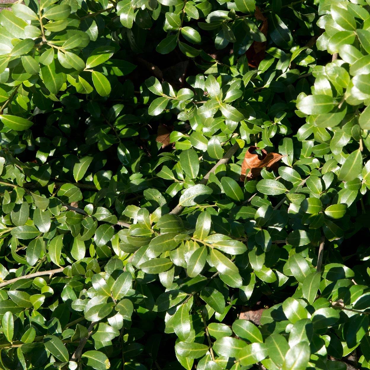 Houx crénelé - Ilex crenata Green Hedge Pot de 7,5L/10L - Image 1