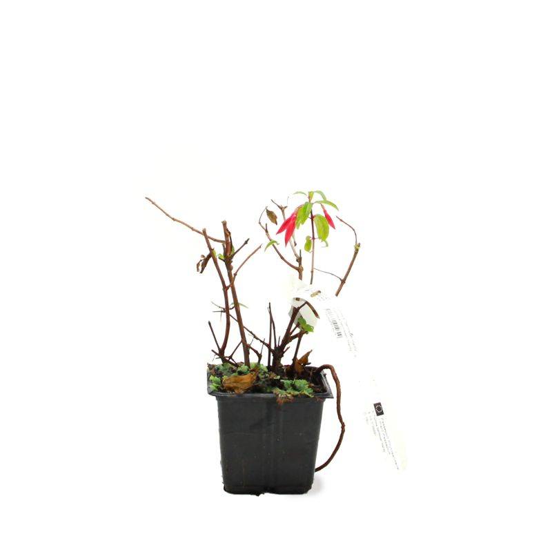 Fuchsia 'Bernisser Hardy' (Fuchsia 'Bernisser Hardy') - Godet - Taille 13/25cm - Pépinières Naudet - Image 2