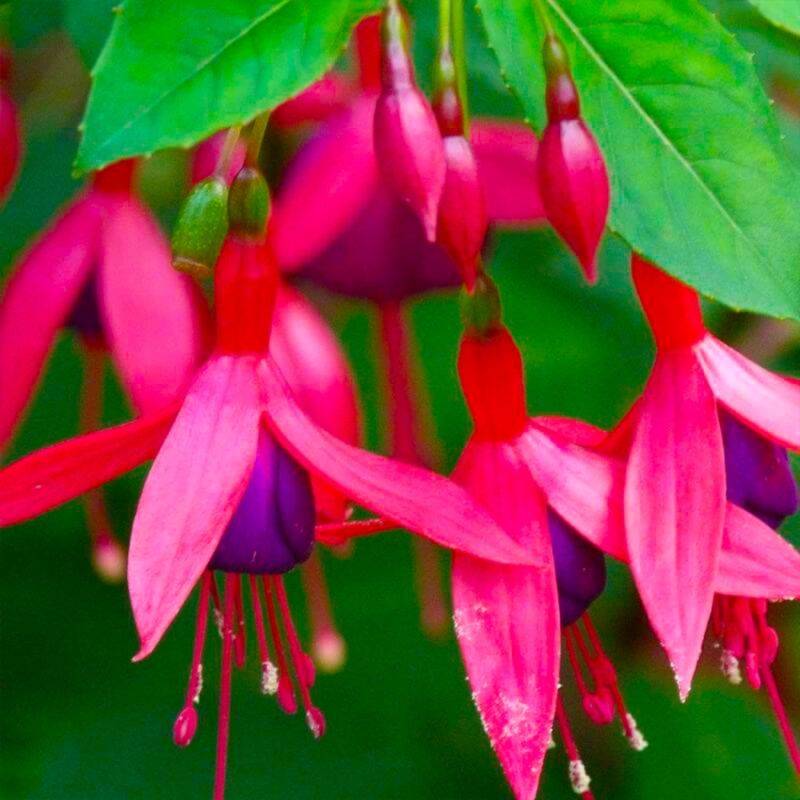 Fuchsia 'Bernisser Hardy' (Fuchsia 'Bernisser Hardy') - Godet - Taille 13/25cm - Pépinières Naudet - Image 1