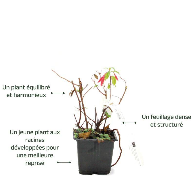 Fuchsia 'Bernisser Hardy' (Fuchsia 'Bernisser Hardy') - Godet - Taille 13/25cm - Pépinières Naudet - Image 3