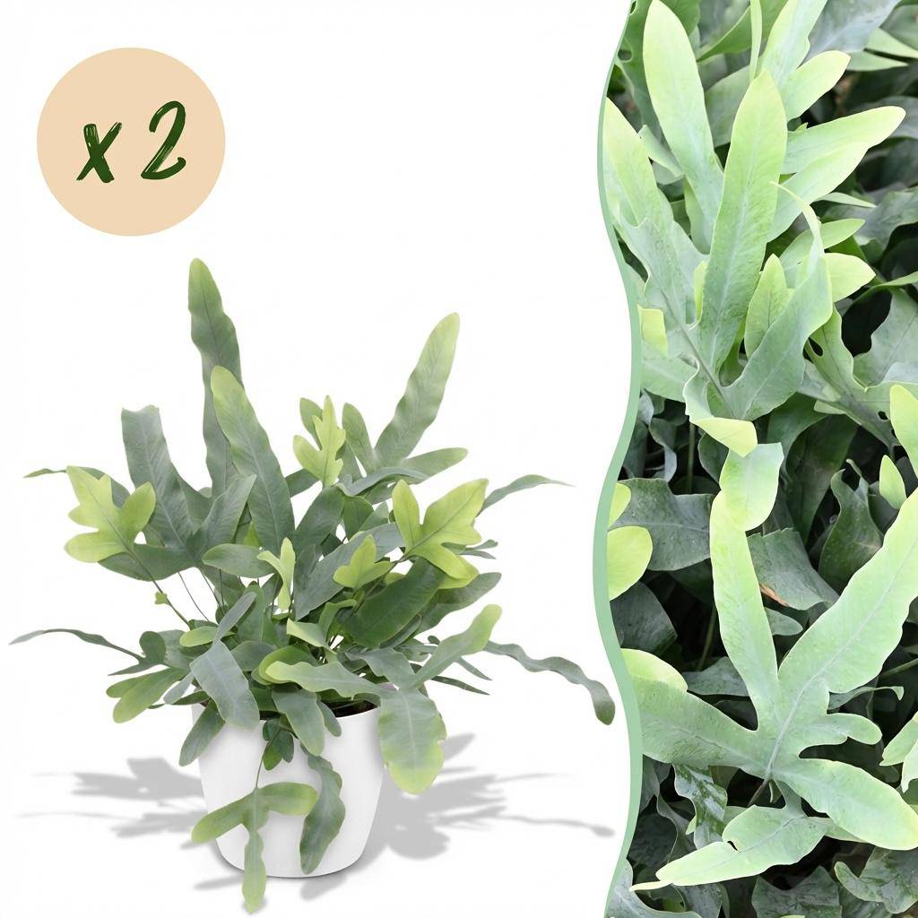 Phlebodium Aureum Bleu Star - H30cm - Image 1