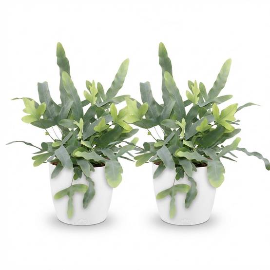 Phlebodium Aureum Bleu Star - H30cm - Image 3