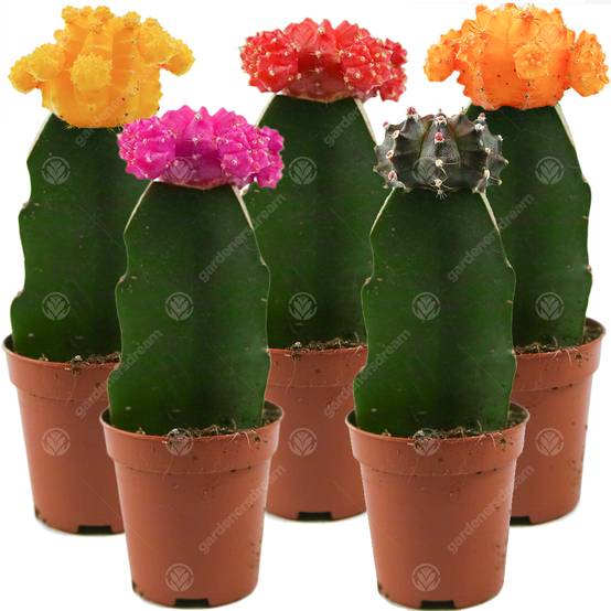 Gardenersdream - Assortiment Cactus Disco Plante D'Intérieur Pour Maison / Bureau Parfaite Pour Cadeau D'Invité De Mariage (Lot De 5) - GardenersDream - Image 1