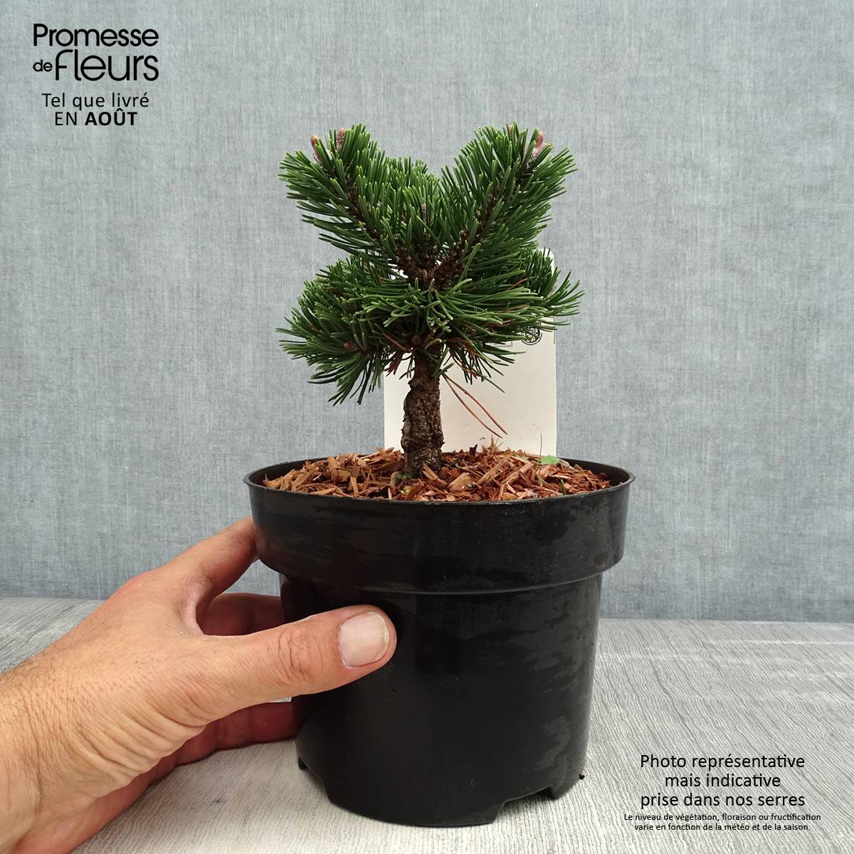 Pin de montagne - Pinus mugo Sherwood Compact Pot de 2L/3L - Image 2