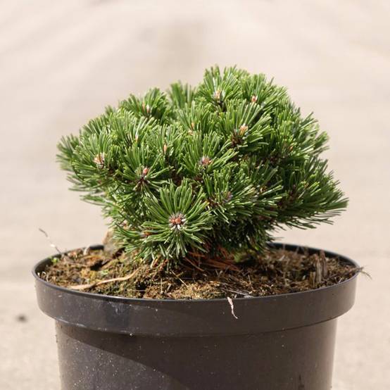 Pin de montagne - Pinus mugo Sherwood Compact Pot de 2L/3L - Image 1