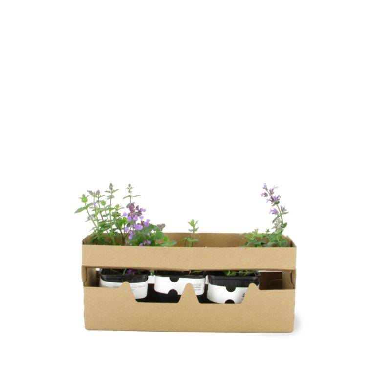 3 Menthes des chats 'cat's pajamas' (Nepeta 'cat's pajamas') - Lot de 3 vivaces - Pépinières Naudet - Image 4