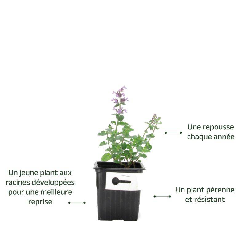 3 Menthes des chats 'cat's pajamas' (Nepeta 'cat's pajamas') - Lot de 3 vivaces - Pépinières Naudet - Image 3