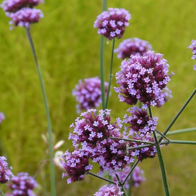 Verveine de Buenos-Aires Blue Violet à fleurs Violette - feuillage Caduc - Pot de 3L - 20/40 cm-  hauteur à maturité De 0,15 m à 0,50 m