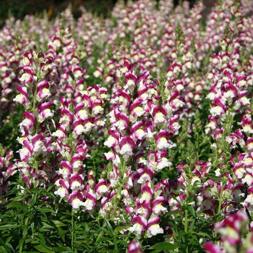 Graines de Muflier Cherry Twist - Antirrhinum majus le sachet de 1500 graines environ (0,25g)
