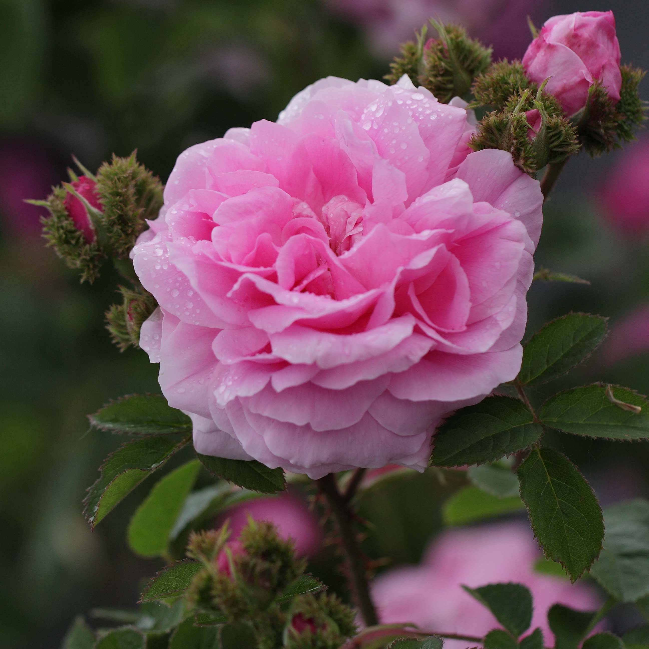 Promesse de Fleurs - Rosier ancien Chapeau de Napoléon Pot de 4L/5L