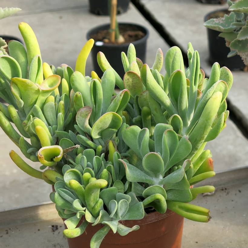 Kalanchoe Oricula Pot de 7,5L/10L