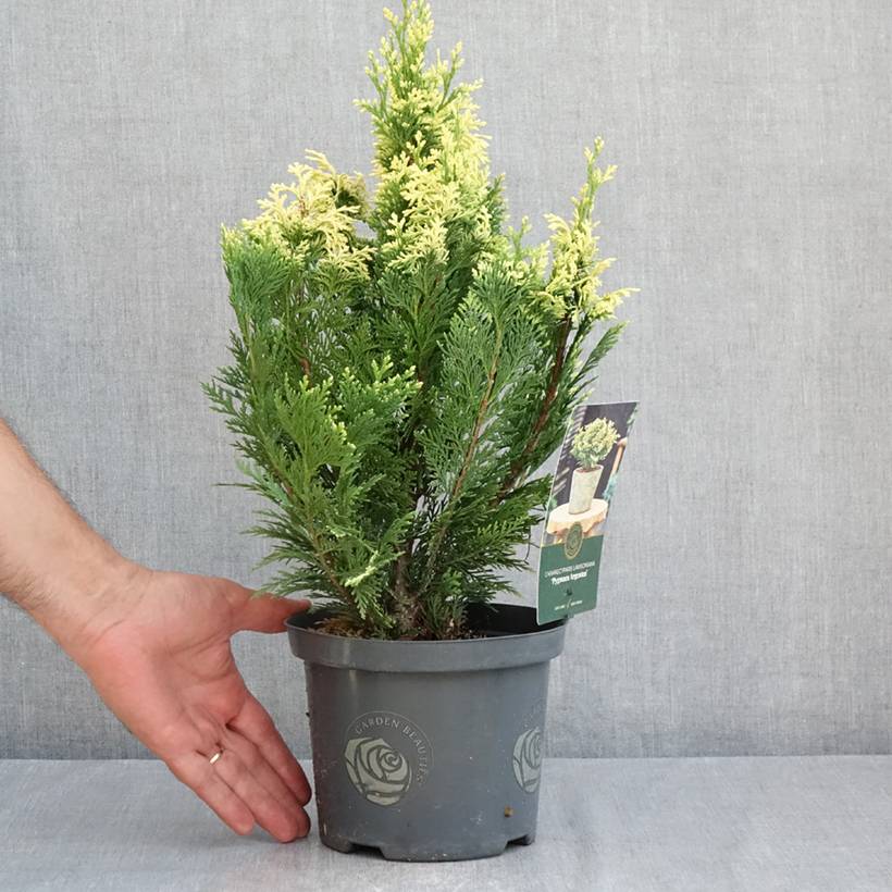 Cyprès de Lawson - Chamaecyparis lawsoniana Pygmaea Argentea Pot de 2L/3L - Image 2