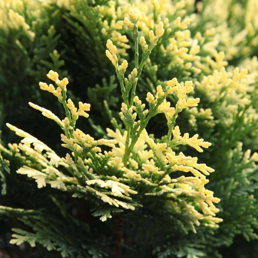 Cyprès de Lawson - Chamaecyparis lawsoniana Pygmaea Argentea Pot de 2L/3L