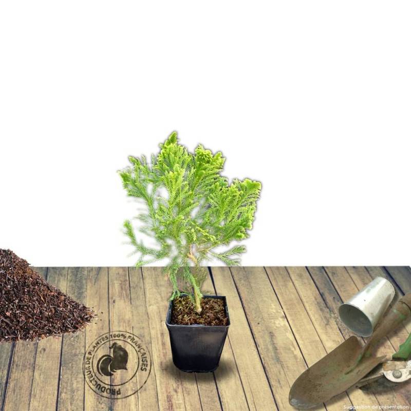 Cèdre du Japon Cristata, Cryptomeria - Pot de 12L - 80/100 cm - Image 6